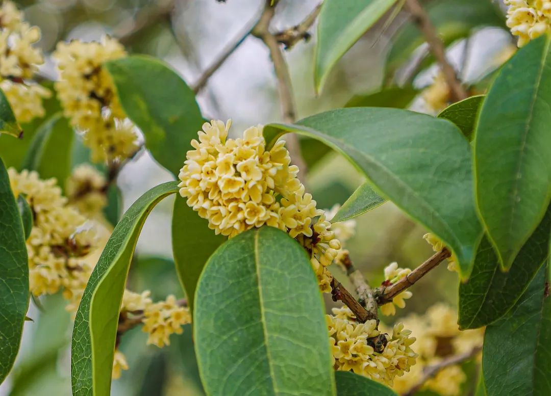 隔着屏幕都能闻到香味！金山这个超大的桂花园又迎来高光时刻