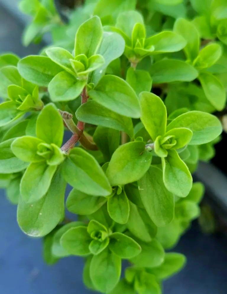 推荐多种气味温和的香草植物,让你感受自然的清香