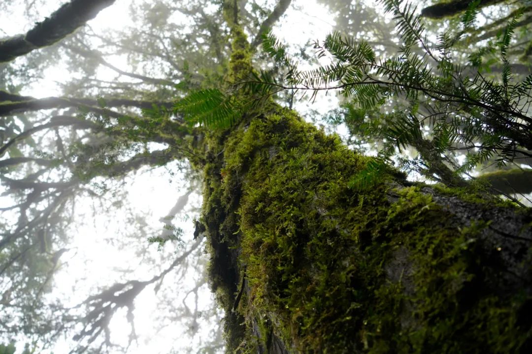 保山昌宁发现一株云南野生红豆杉