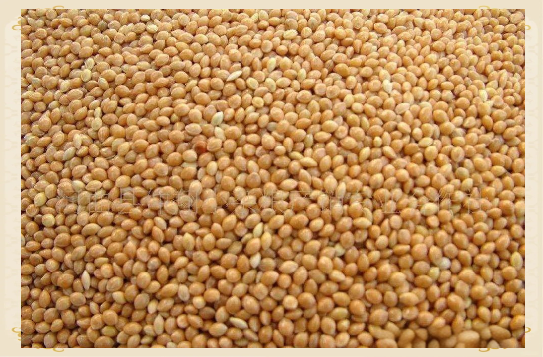 糜子——大黄米,营养丰富的糕材之选