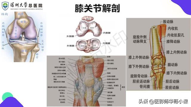 膝關節半月板解剖及mr掃描技術