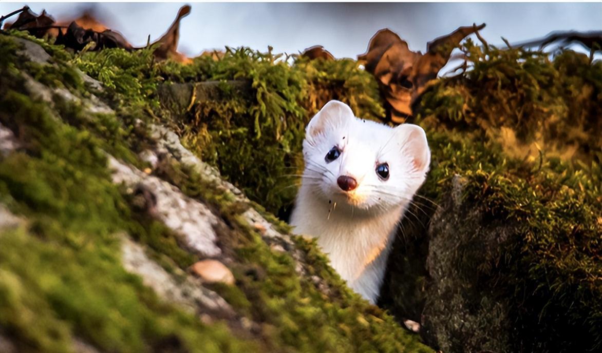 新疆森林惊现"食脑魔",年吃3000只老鼠,身长不到20厘米