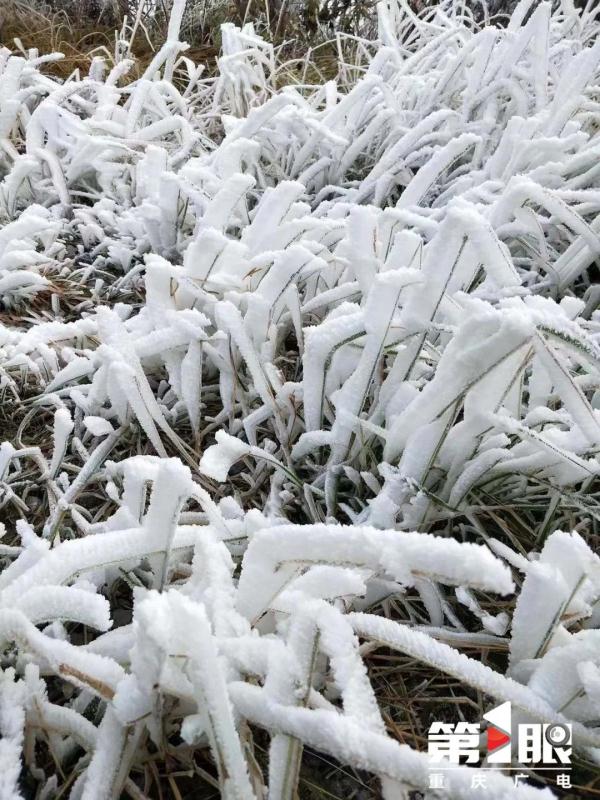 局地最低仅4℃ 重庆有冬日限定款冰花啦