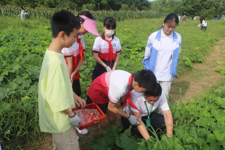 滿分白菜,茄途似錦……杭州這所學校賣起蔬菜,家長搶瘋