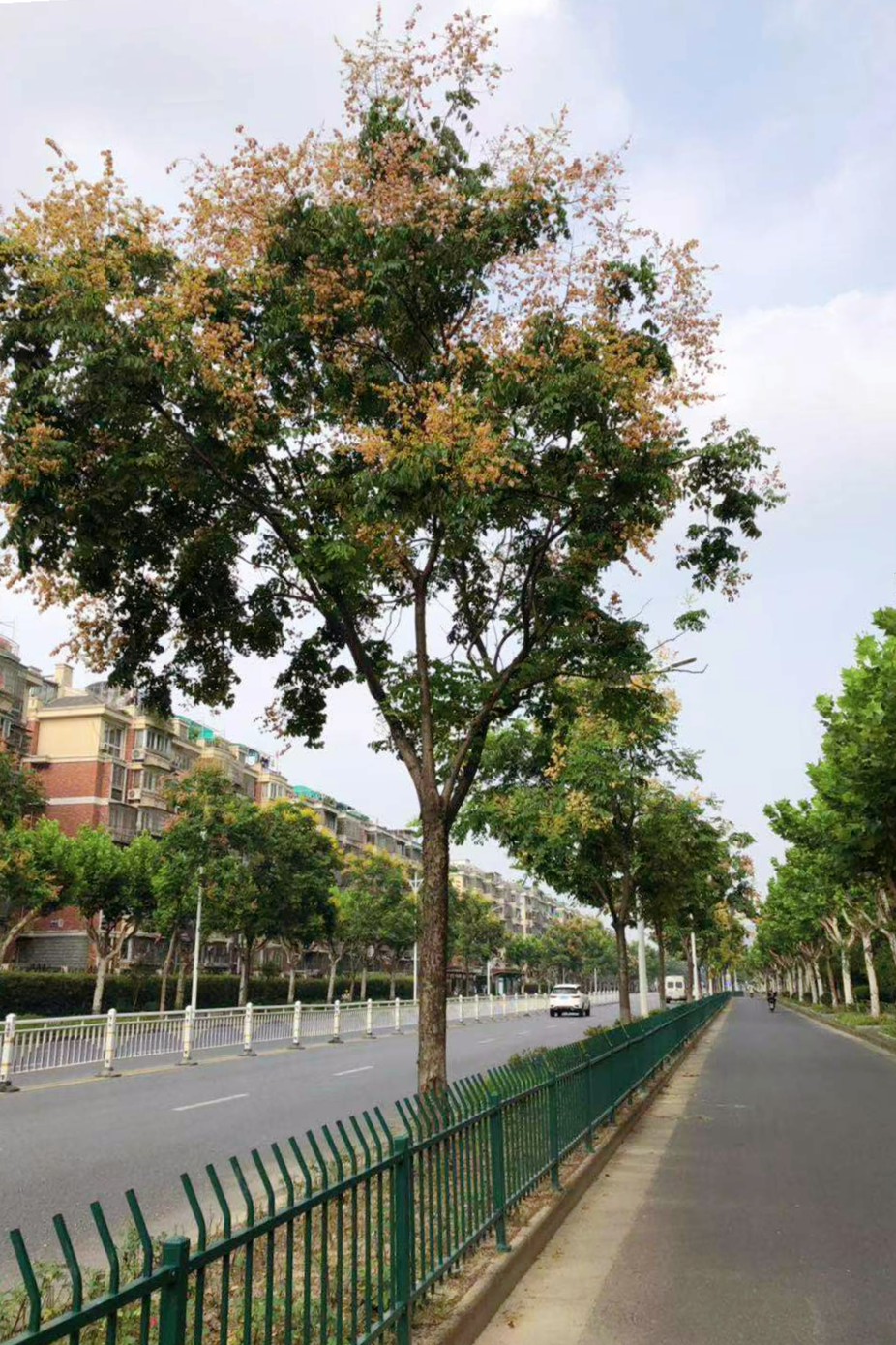 南秀路上黄山栾树美景