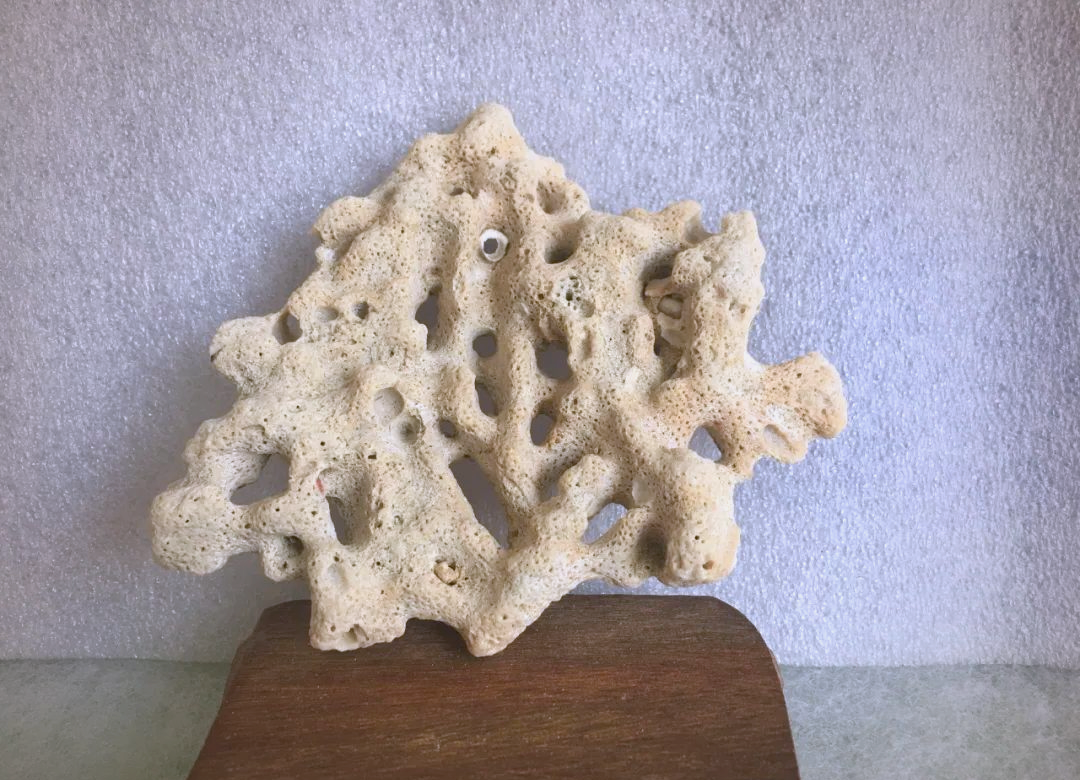 从沙漠到海洋:珊瑚石与贝壳的奇妙旅程