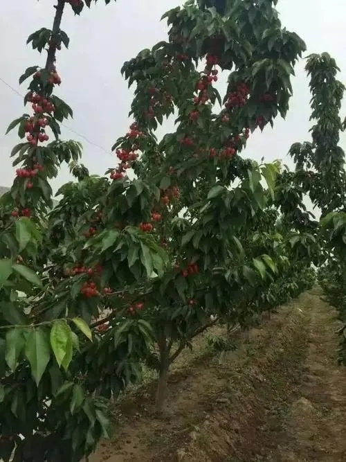 大樱桃怎样授粉树配植