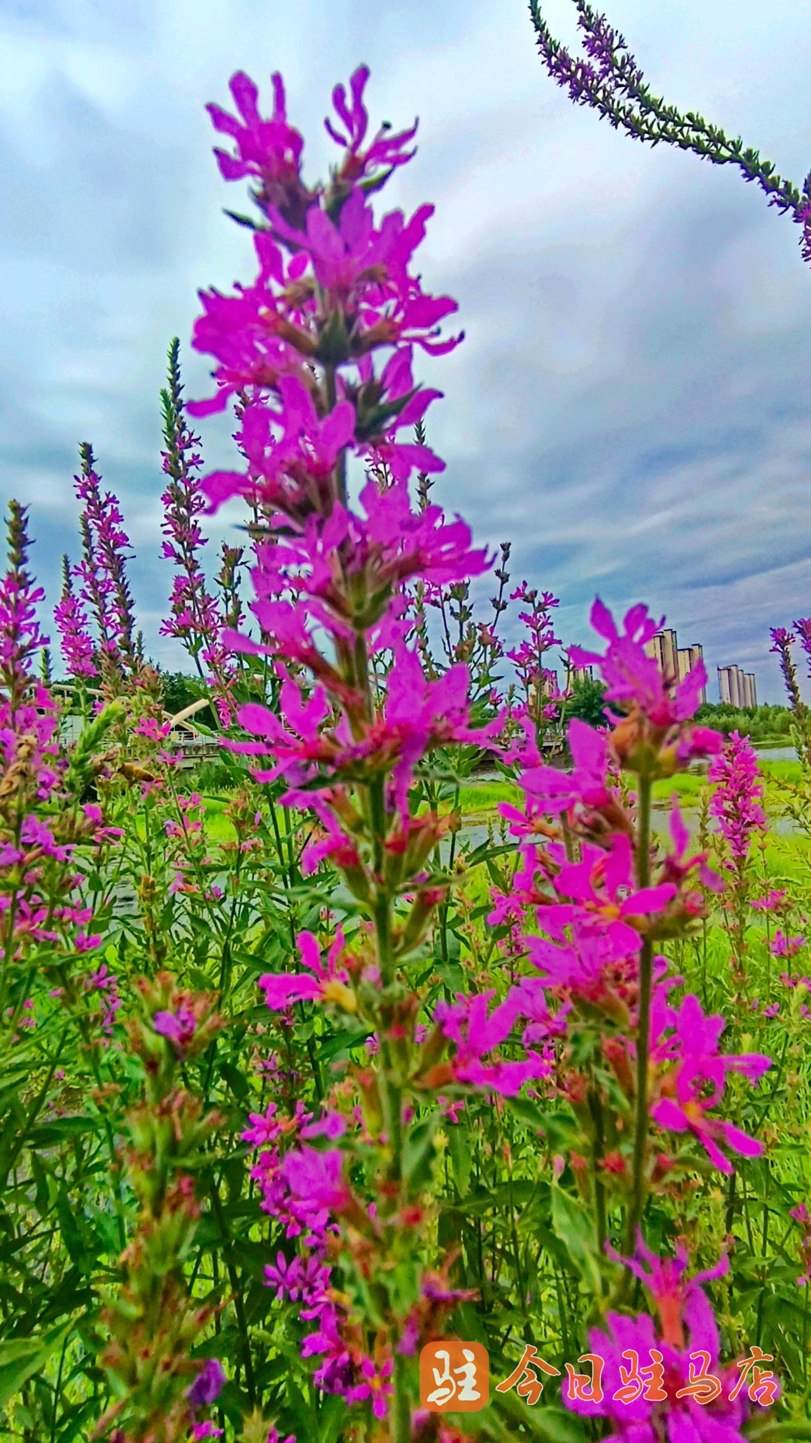 驻马店:千屈菜花惊艳绽放