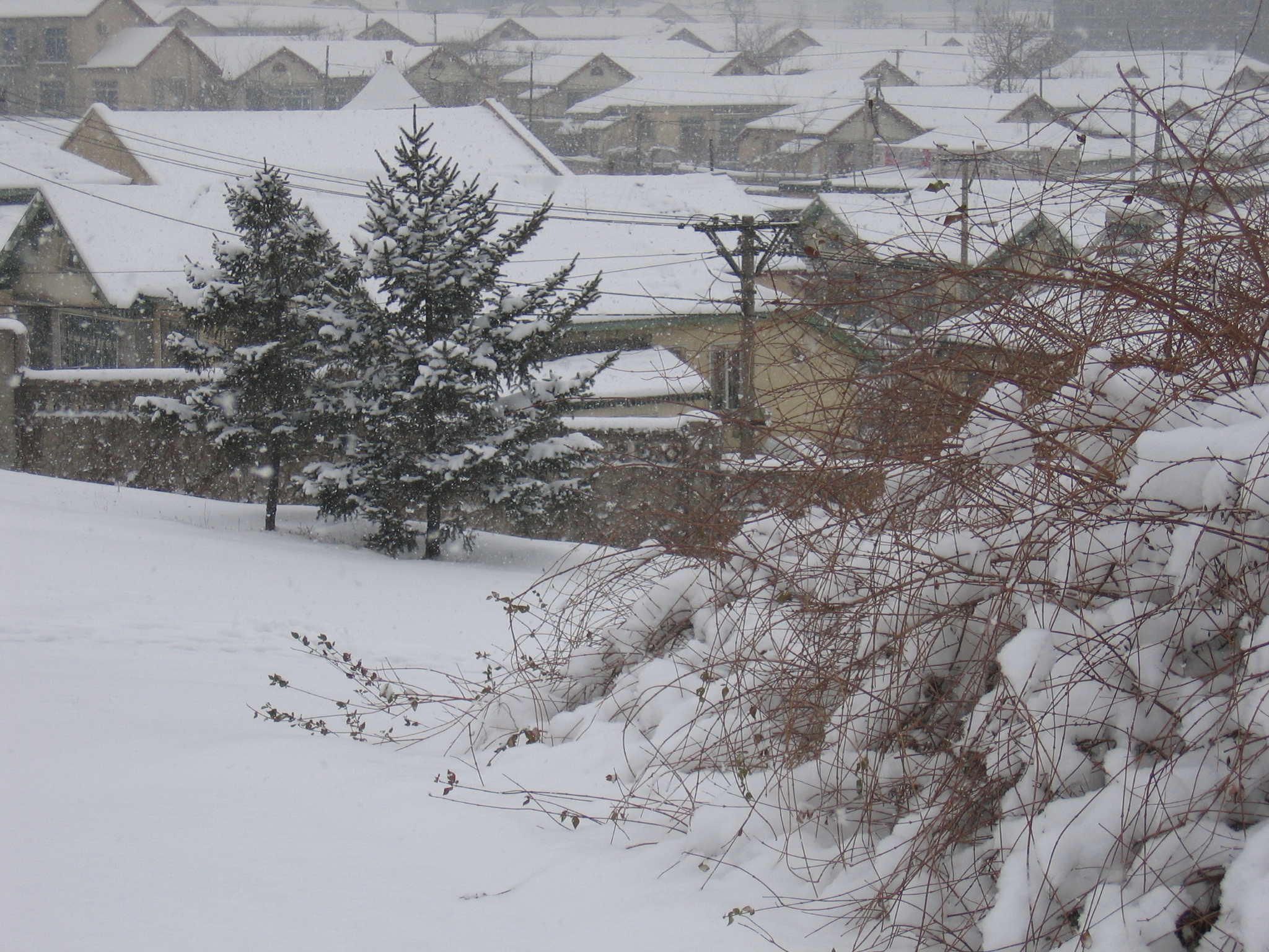 老照片2005大连甘井子樱花街(圈里——大化一宿舍)小编c723船船老长