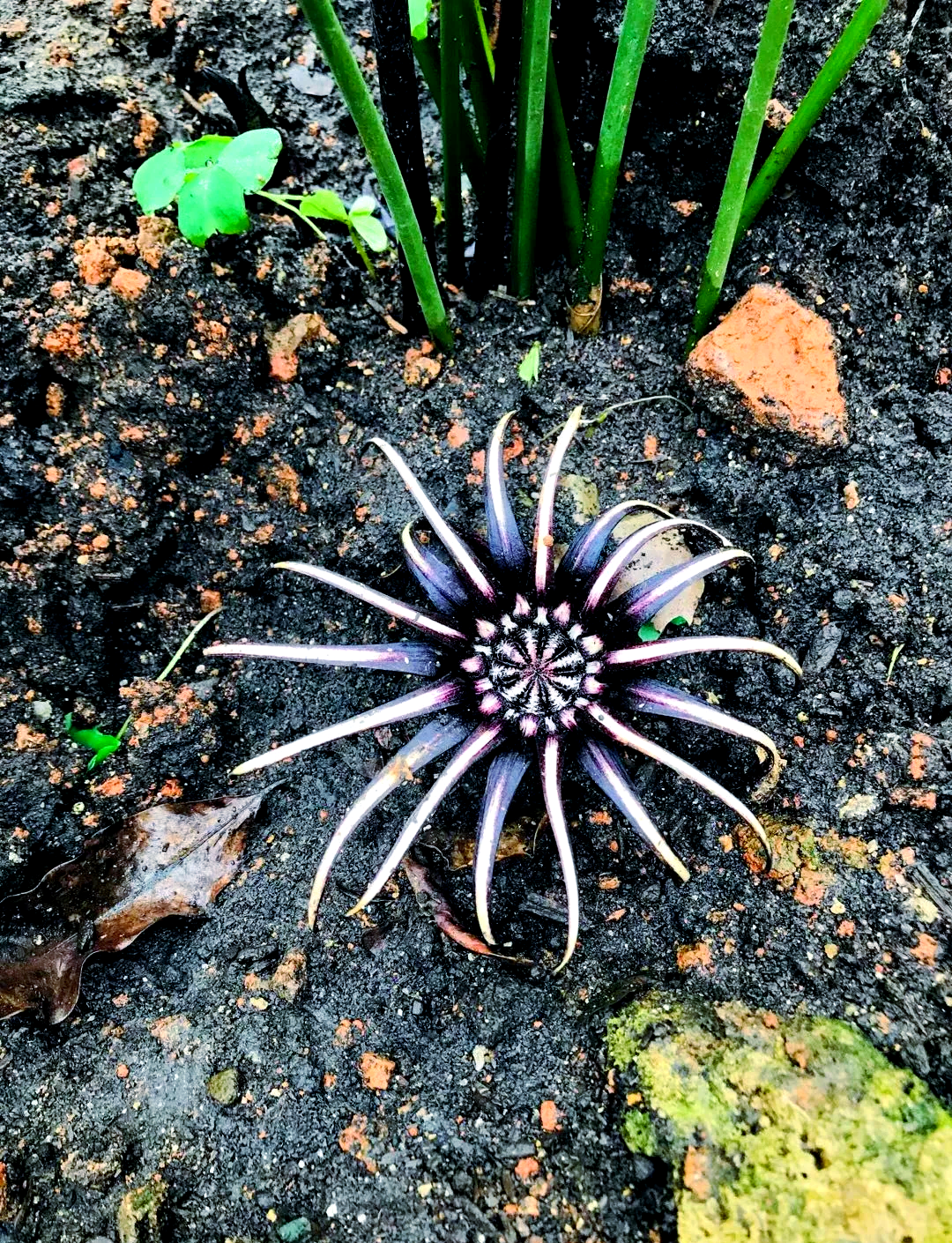 蜘蛛抱蛋的奇妙世界:探索名字背后的故事与多种寓意