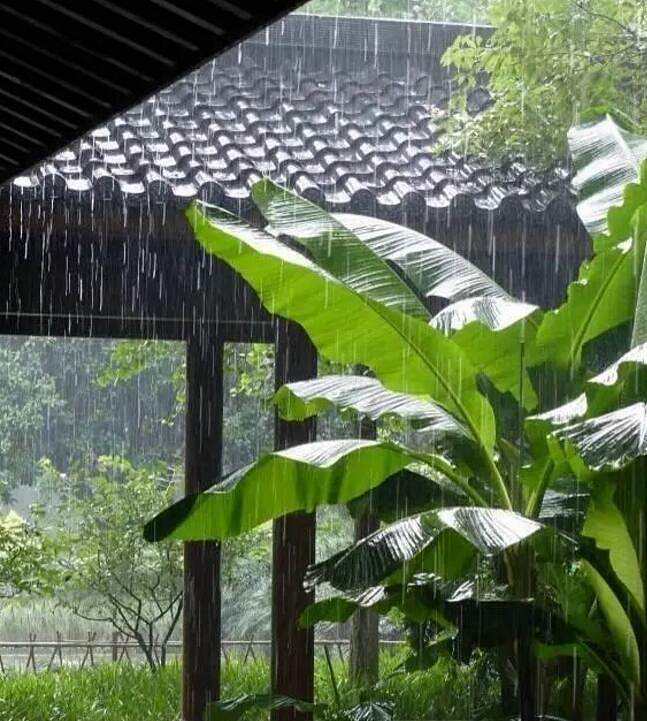 李清照:夜雨芭蕉心上秋 诗词名作鉴赏