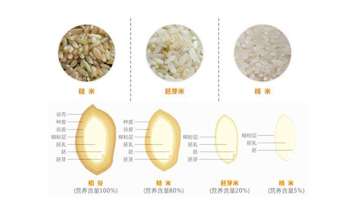 胚芽米与精白米的区别和对比