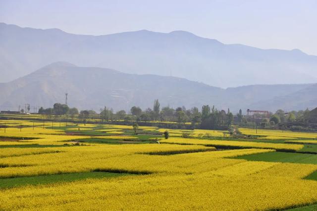 天水武山油菜花盛开:满目金黄香百里一方春色醉千山