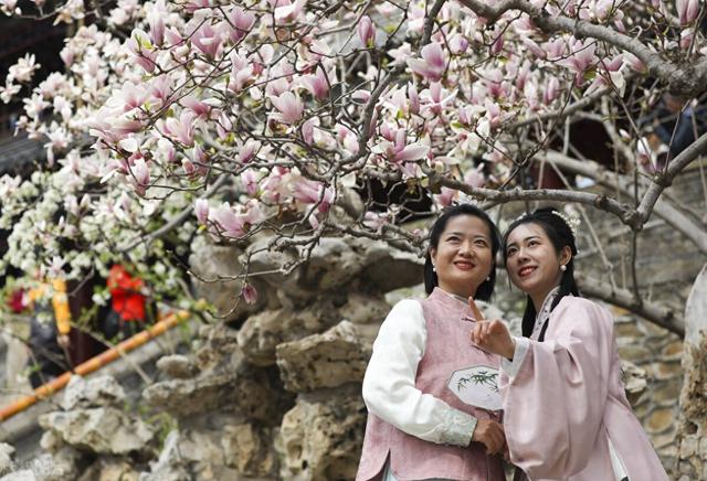 北京潭柘寺具有400余年树龄"二乔玉兰"迎来了盛放的时刻