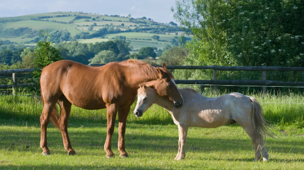 明明可以躺着,马为什么总要站着睡觉?这样不累吗?