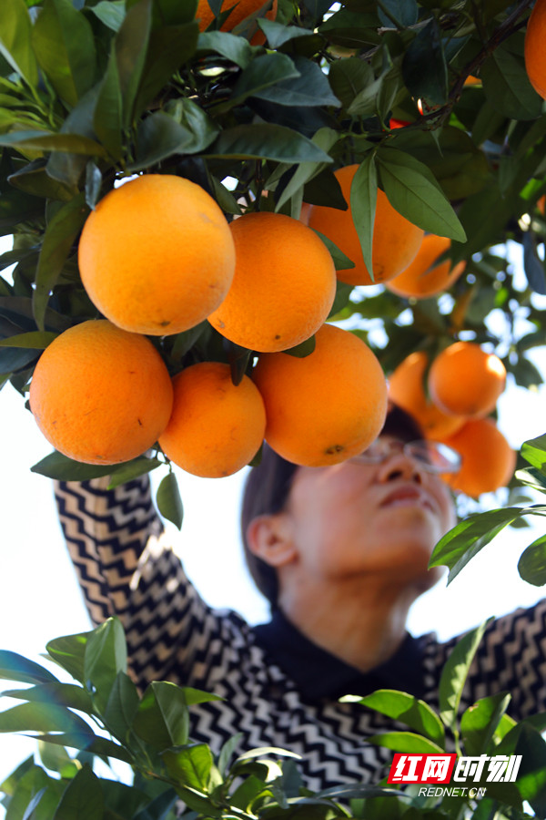 组图丨道县:脐橙黄 采摘忙