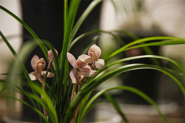 维西兰花展一等奖兰花图片