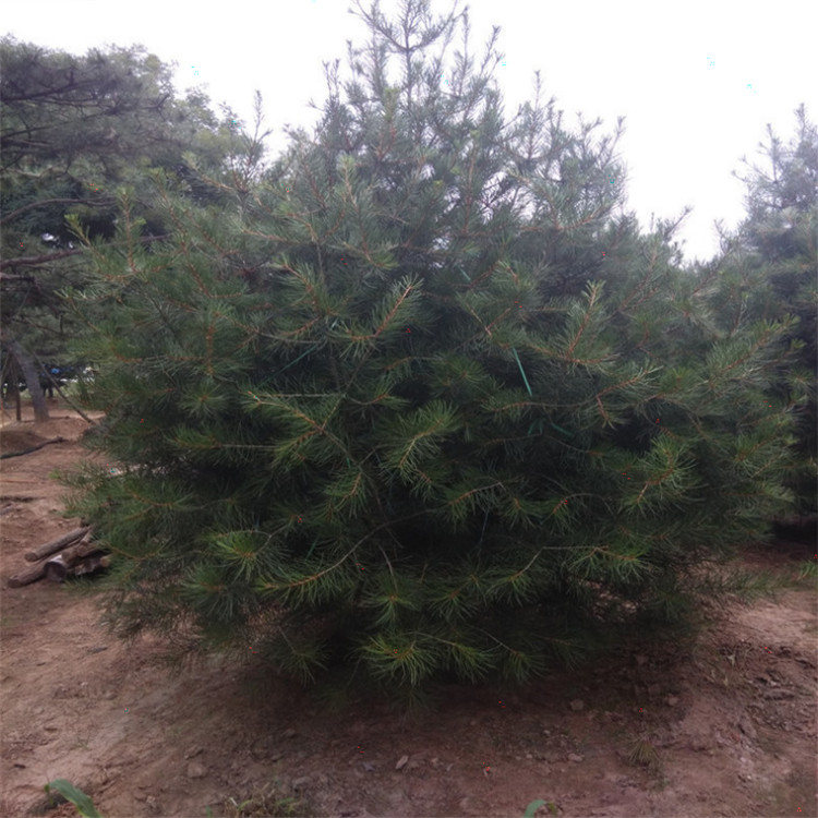 1米-2米-3米-5米白皮松基地 一级大冠幅白皮松苗 精修树形