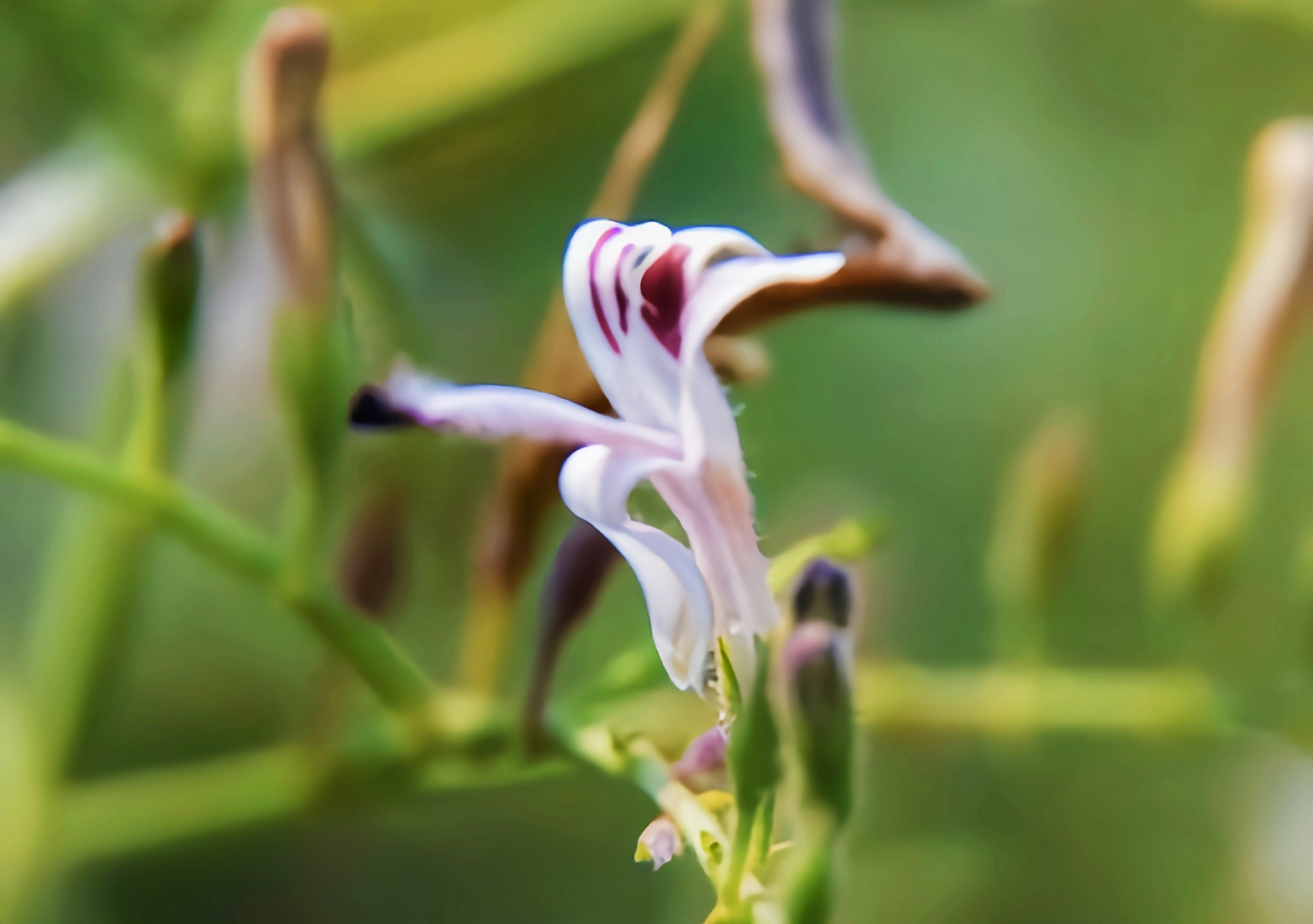 穿心莲:有一种苦可穿心而入,入心而化,长成一朵莲花