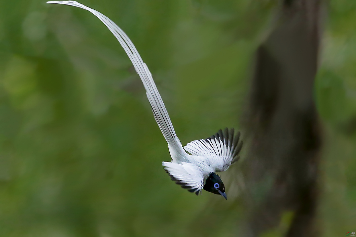 白色的鸟有哪些?