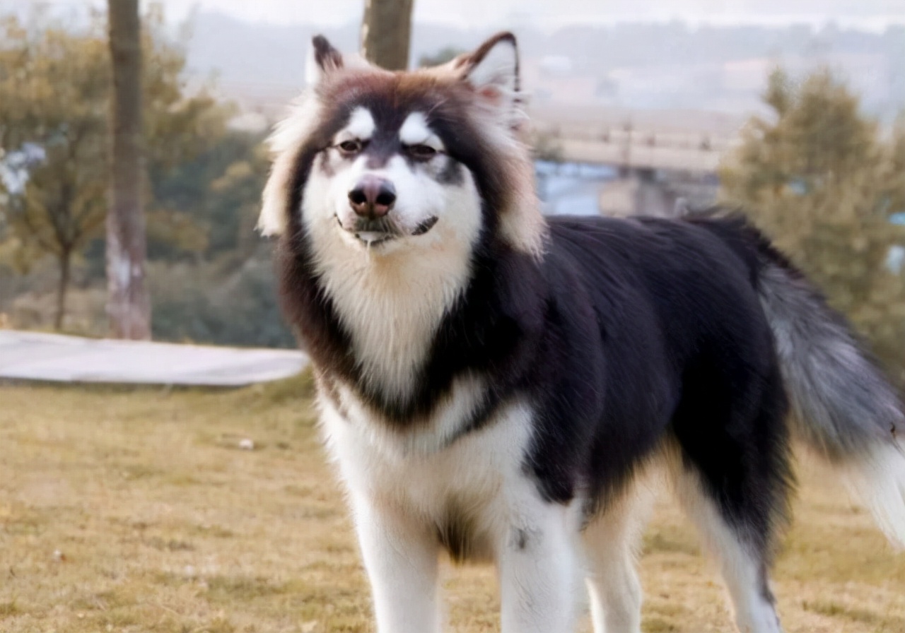 阿拉斯加犬毛发干枯怎么办?