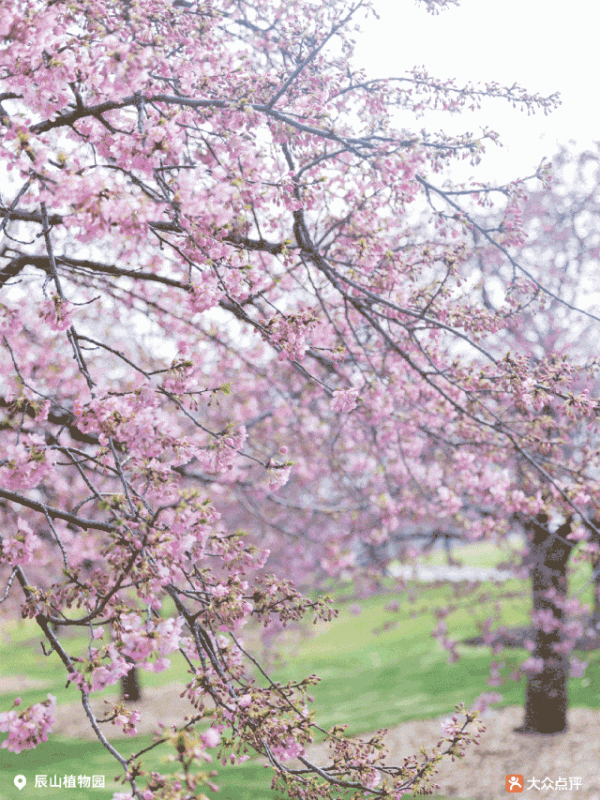 错过等一年藏好这份强强联手赏樱攻略