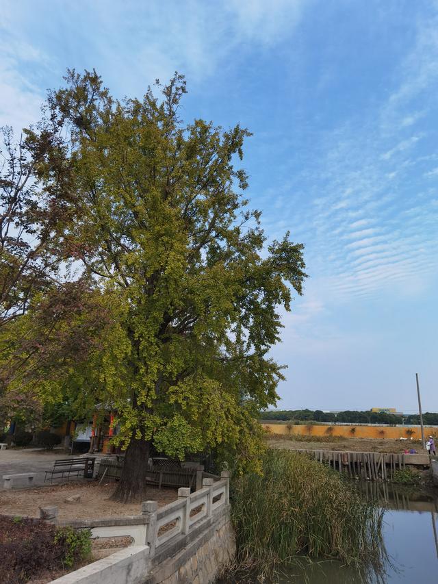 編號388百年古銀杏,上海嘉定華亭鎮華藏寺,始建於明代,狄仁傑