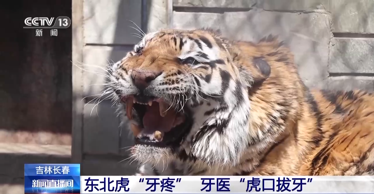 东北虎牙疼无法进食 牙医上演现实版"虎口拔牙"
