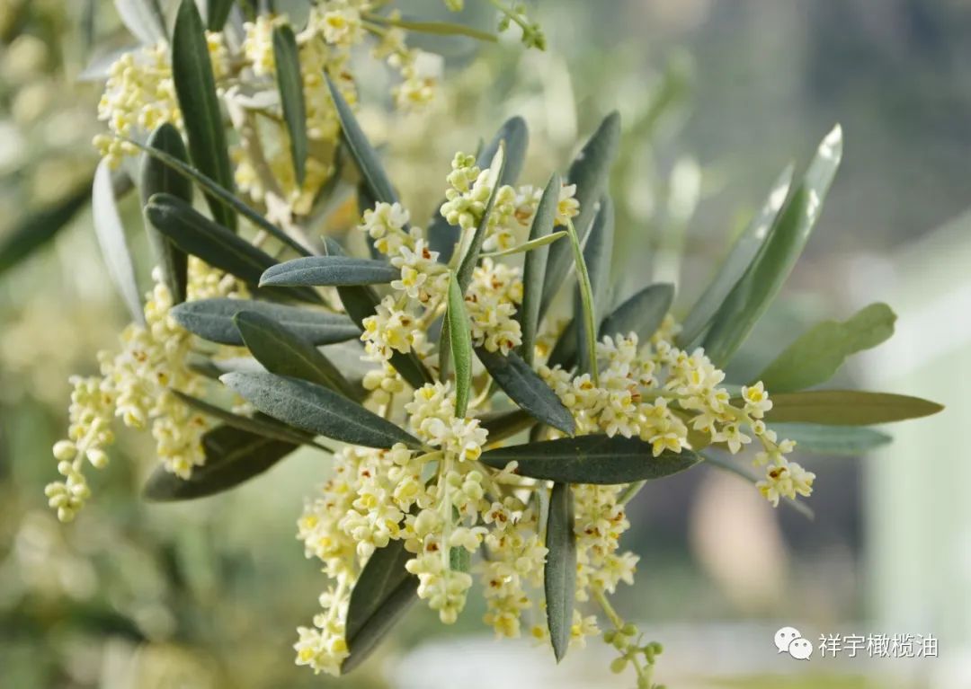 五月,橄欖花開成海