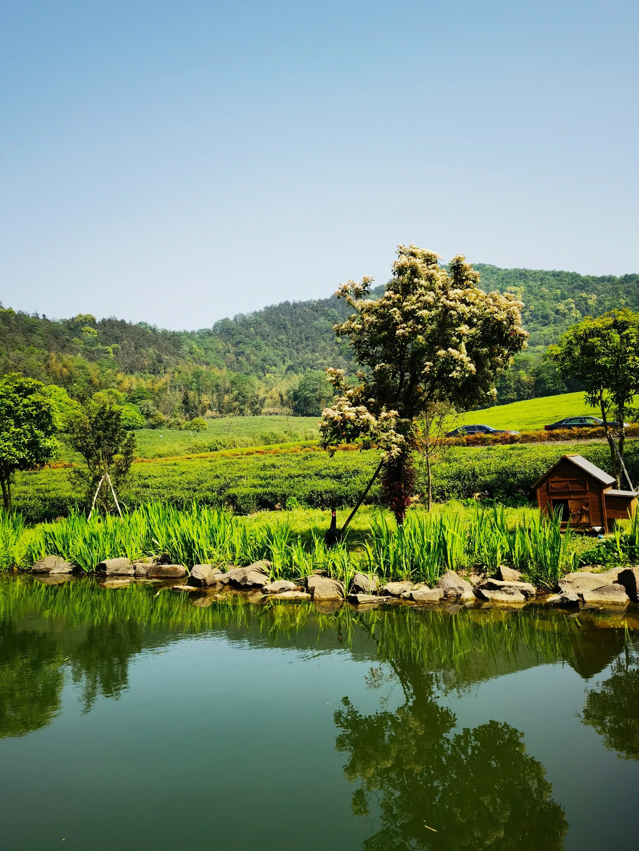 杭州径山竹茶园图片