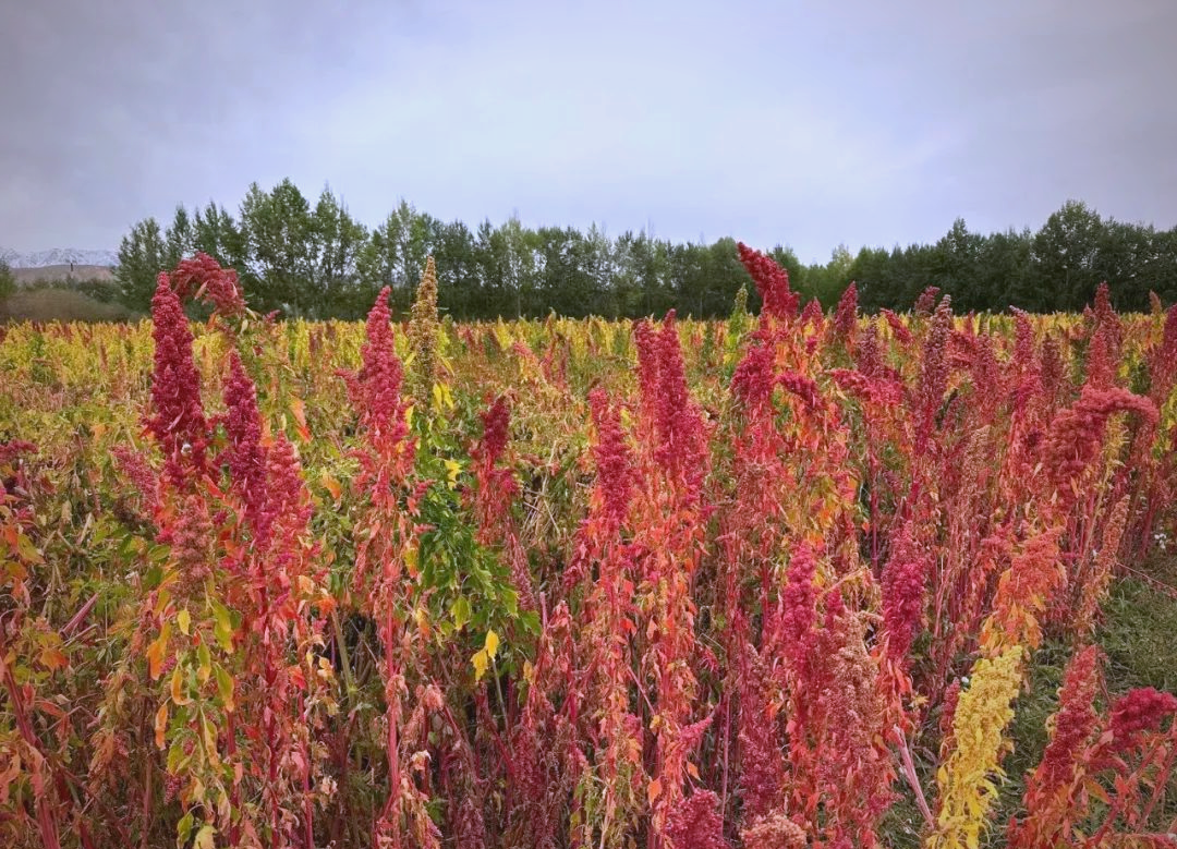 小藜麦成就乡村振兴的农业大潮
