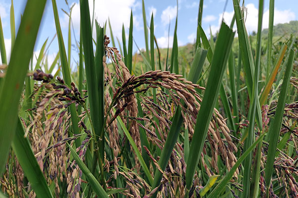 云南墨江紫米在上海市金山区试种成功