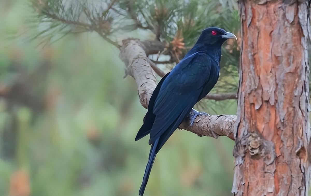 "冤魂鸟"现身深圳,叫声凄厉不见踪影,严重扰民为何不能驱赶?