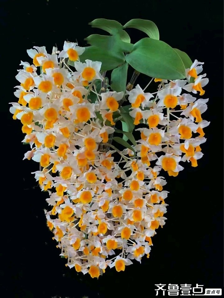 宛如繁星的球花石斛