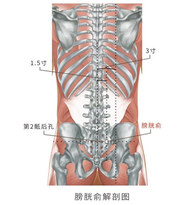 膀胱俞的准确位置图片