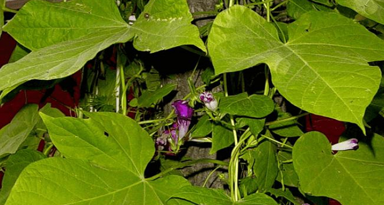 缠绕茎与攀缘茎的区别