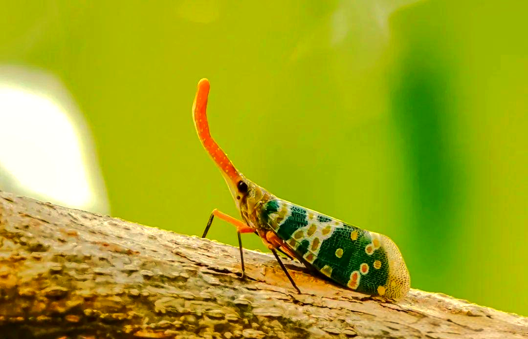 象鼻虫:种类繁多,特征鲜明的甲虫
