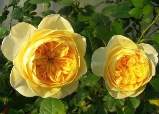 圣女贞德(jeanne darc)