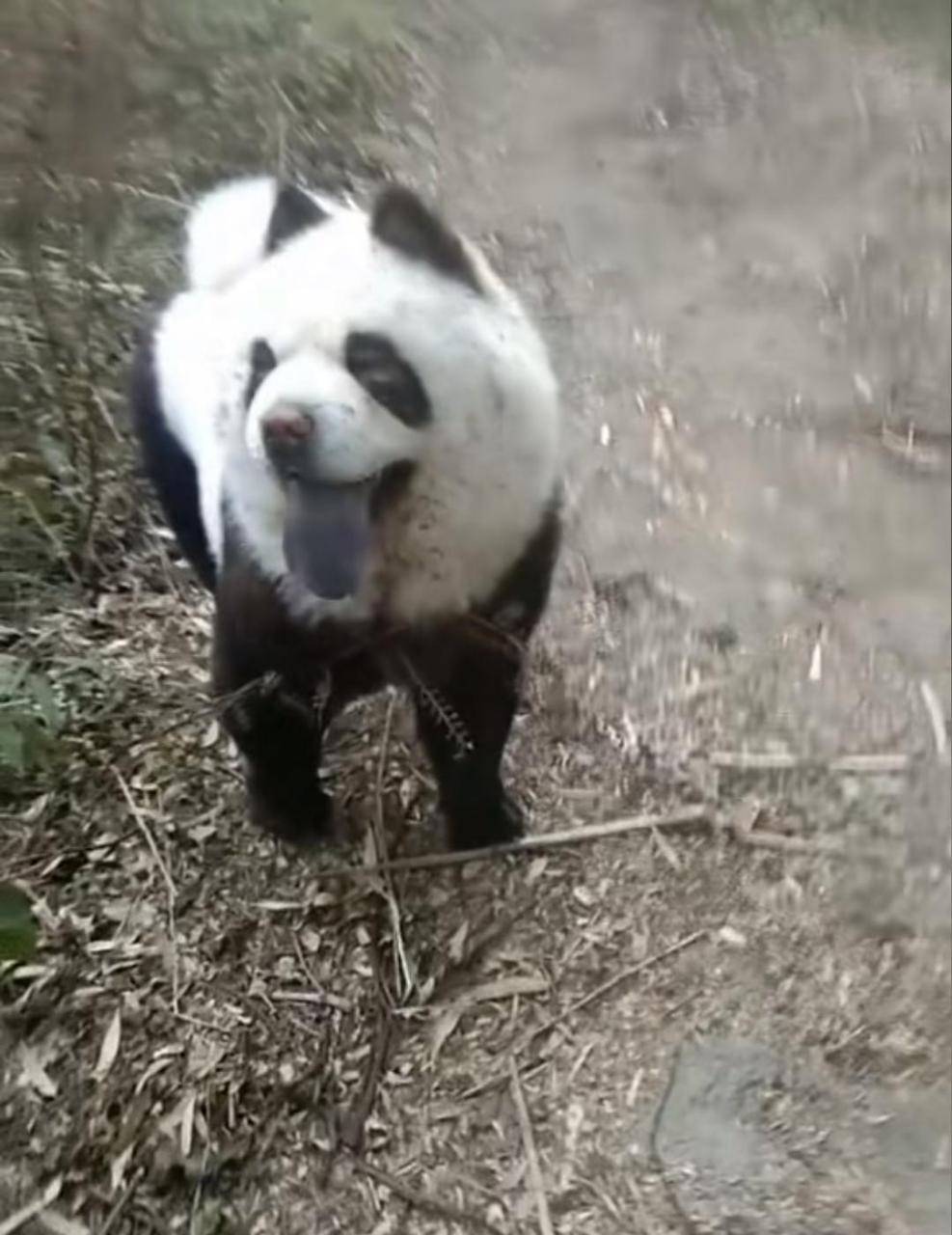 熊猫犬图片价钱图片