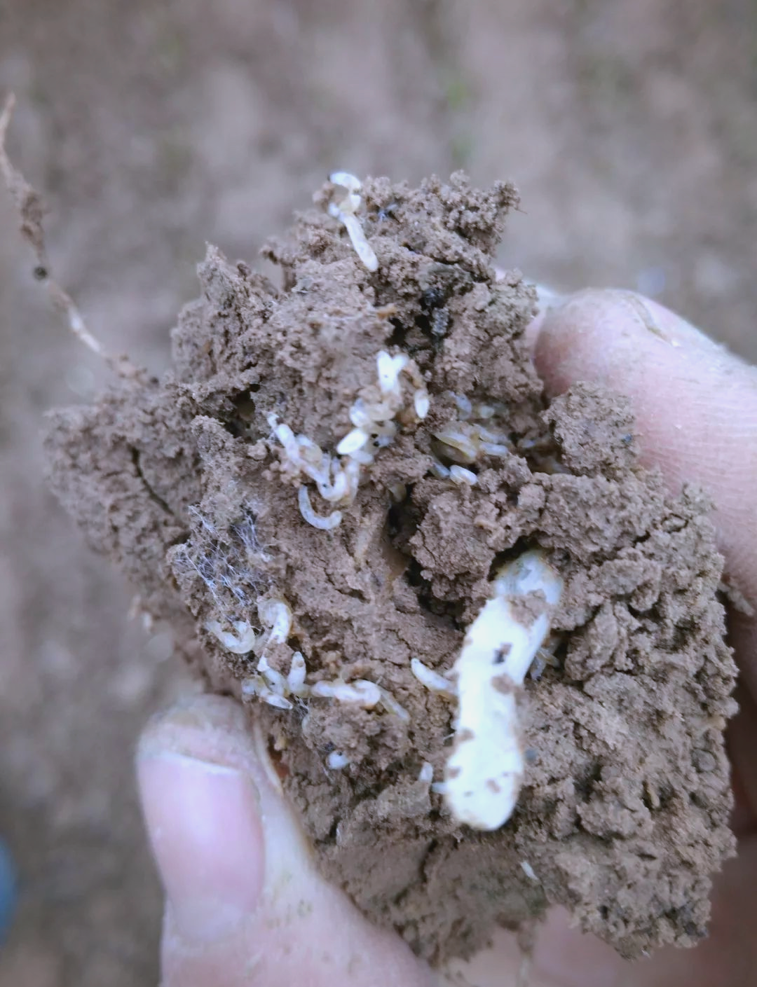 韭菜根部害虫防治全攻略:保障韭菜健康生长