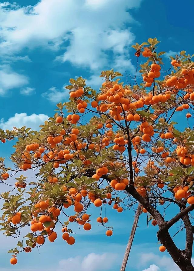 关于寿阳油柿子的小故事