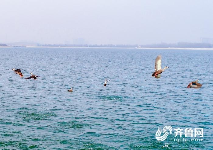 聊城休闲好去处!望岳湖上水鸟"闹春"(组图)