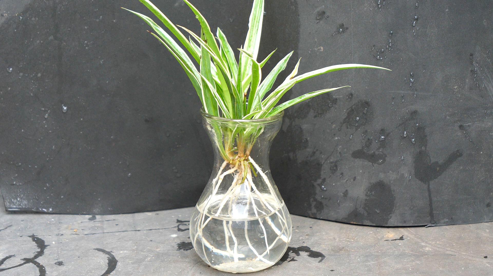 水培吊兰怎么养?这样水养吊兰更加旺盛