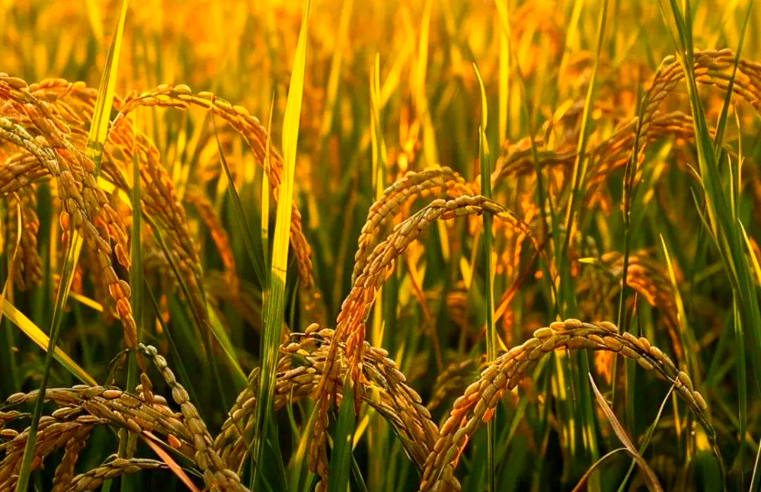 乡村振兴的丰收景象:稻谷金黄,农机繁忙