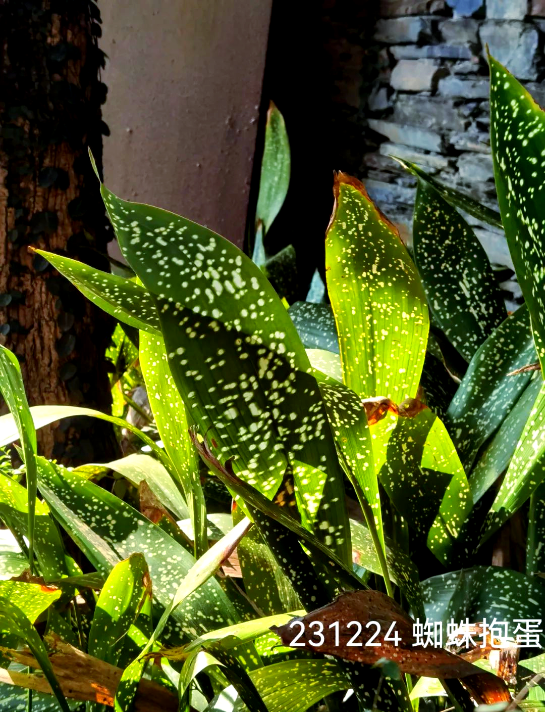 蜘蛛抱蛋的奇妙世界:探索名字背后的故事与多种寓意