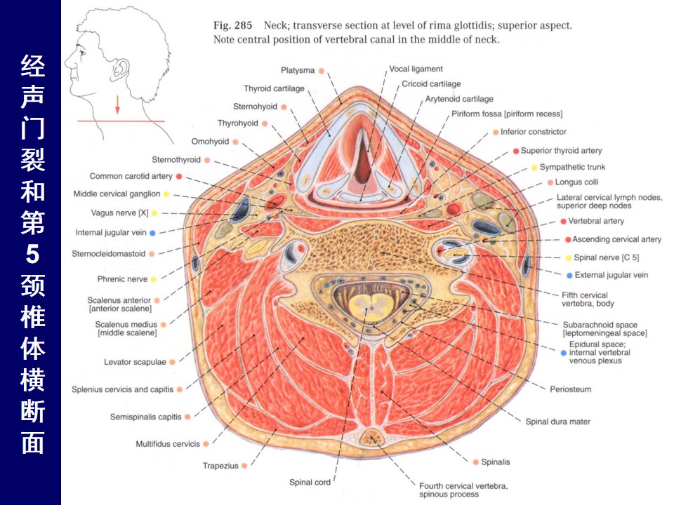 颈部和喉的断层解剖