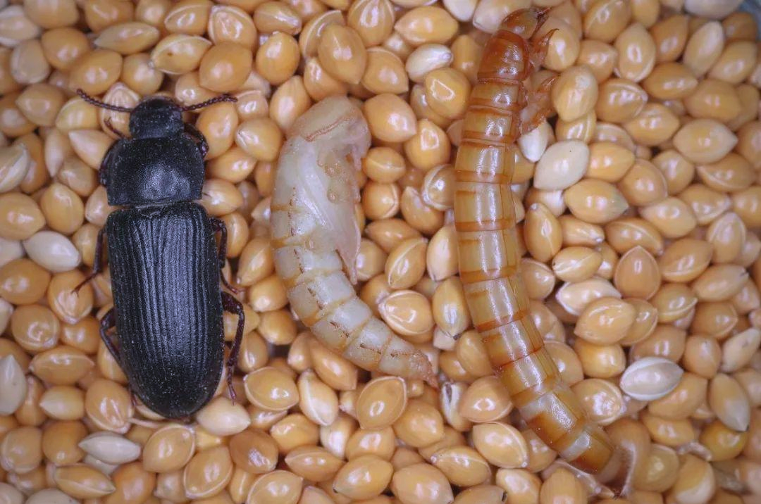 如何成功饲养面包虫