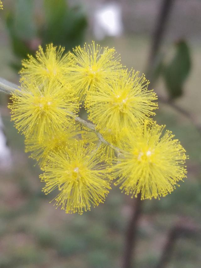 春天开黄花的木本植物图片