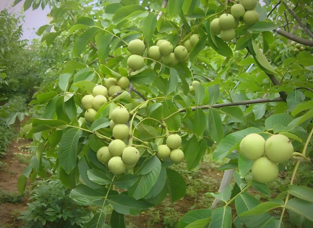 核桃种植全攻略:从选地到收获,一篇文章让你成为核桃种植专家