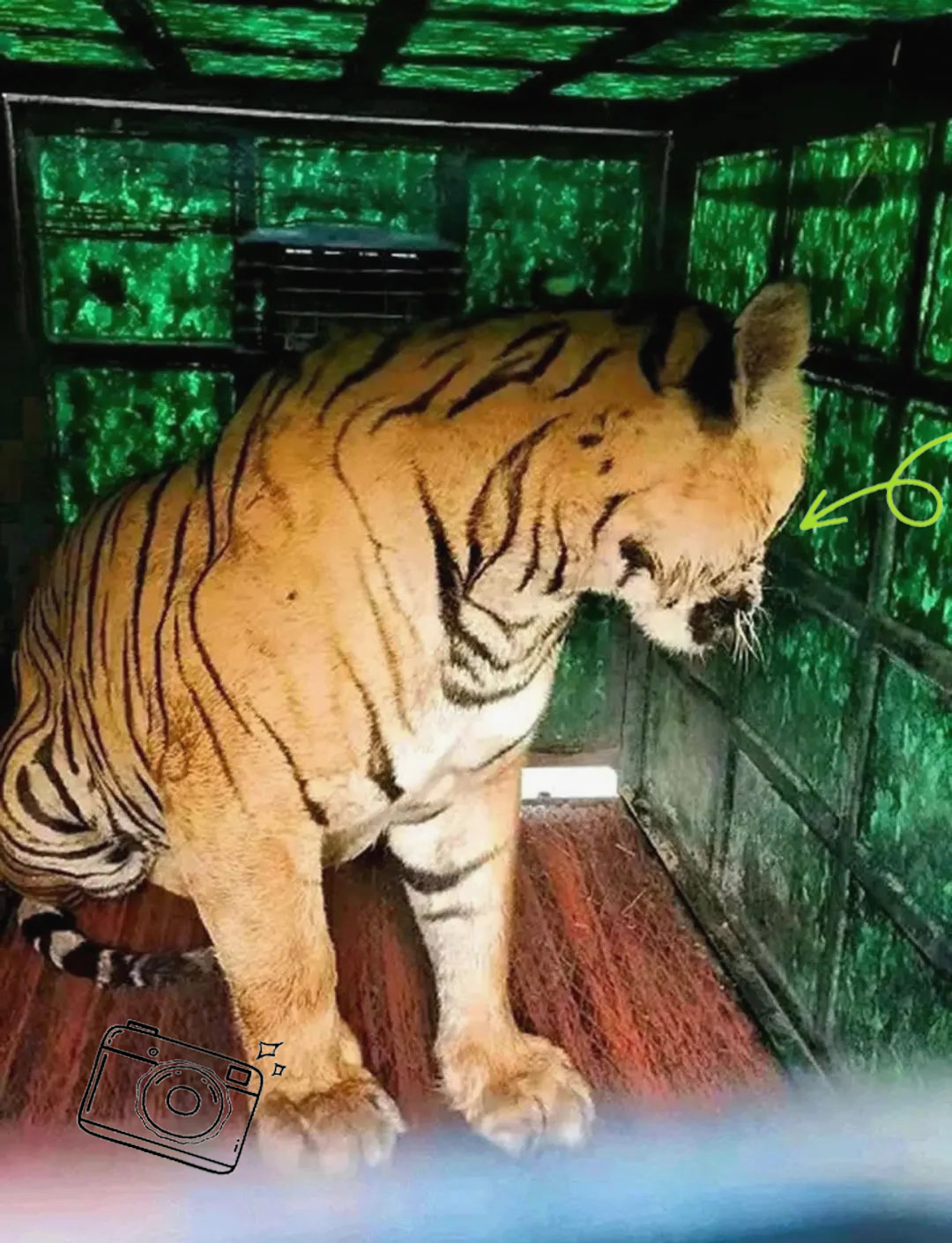 老虎为什么再也不能吃小动物了为什么在线